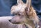 Hairless Chinese Crested Dog portrait