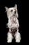 Hairless Chinese Crested dog sitting in front of black background