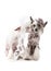 Hairless Chinese Crested dogs dressed in wedding attire