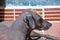 Hairless dog in Peru, South America