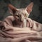 Hairless Donskoy Cat on Fuzzy Blanket