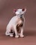 Hairless female Canadian Sphynx Cat 4 months old on brown background. Studio shot of rare breed pet.