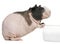 Hairless Guinea Pig standing