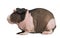 Hairless Guinea Pig standing