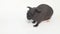 Hairless Guinea Pig standing against white background