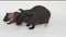 Hairless Guinea Pig standing against white background