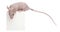 Hairless House mouse, Mus musculus
