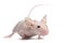 Hairless House mouse, Mus musculus