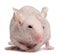 Hairless House mouse, Mus musculus