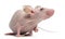 Hairless House mouse, Mus musculus