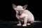 Hairless kitten of Canadian Sphynx Cat breed sitting on black background