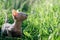 A hairless kitten looking at fly and posing from side in a meadow at summer time