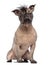 Hairless Mixed-breed dog, mix between a French bulldog and a Chinese crested dog, sitting and looking at the camera