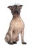 Hairless Mixed-breed dog, mix between a French bulldog and a Chinese crested dog, sitting and looking at the camera