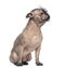 Hairless Mixed-breed dog, mix between a French bulldog and a Chinese crested dog, sitting and looking right