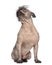 Hairless Mixed-breed dog, mix between a French bulldog and a Chinese crested dog, sitting and looking up