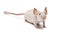 Hairless mouse, Mus musculus