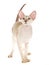 Hairless Peterbald standing on white background