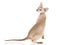 Hairless Peterbald on white background