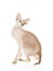 Hairless Peterbald on white background