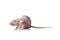 Hairless rat, side view isolated on white background.