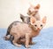 Hairless sphinx cats on a blue towel on a white background.