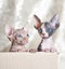 Hairless sphinx cats in a cortex box on a white background.