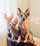 Hairless sphinx cats in a soft house at home.