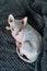 Hairless Sphynx cat on blanket