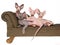 Hairless Sphynx kittens on mini brown couch