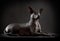 Hairless xoloitzcuintle dog on low key photo
