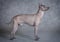 Hairless Xoloitzcuintle male dog against grey background