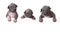 Hairless xoloitzcuintle puppies