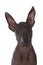 Hairless xoloitzcuintle puppy