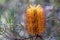 Hairpin Banksia