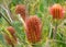 Hairpin banskia flower cones blooming