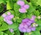 Hairy Ageratum Houstonianum floss flowers