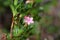 Hairy alpenrose (Rhododendron hirsutum)