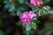 Hairy alpenrose (Rhododendron hirsutum)
