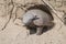 Hairy Armadillo, in desert environment,