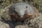 Hairy Armadillo, in desert environment,