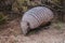 Hairy Armadillo, in desert environment,