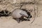 Hairy Armadillo, in desert environment, Peninsula Valdes, Patagonia, Argentina