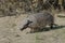 Hairy Armadillo, in grassland environment, Peninsula Valdes,