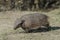 Hairy Armadillo, in grassland environment, Peninsula Valdes, Patagonia,