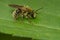 Hairy-banded Mining Bee - Andrena hirticincta