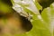 Hairy Banded Tussock Moth Caterpillar