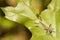 Hairy Banded Tussock Moth Caterpillar, Top