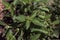 Hairy basil plant grow background. Lemon basil leaves. Vegetarian and natural concept. Top view nature background