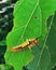 Hairy beautiful Caterpillar grazing the leaf, Sivasagar, Assam